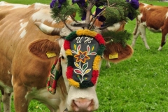 Almabtrieb 2010