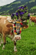 cows-come-home-sep-2010-054