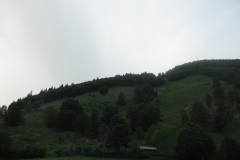Black Forest