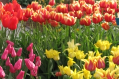 Keukenhof