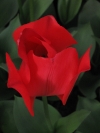 springbreak_20090408_202.jpg
